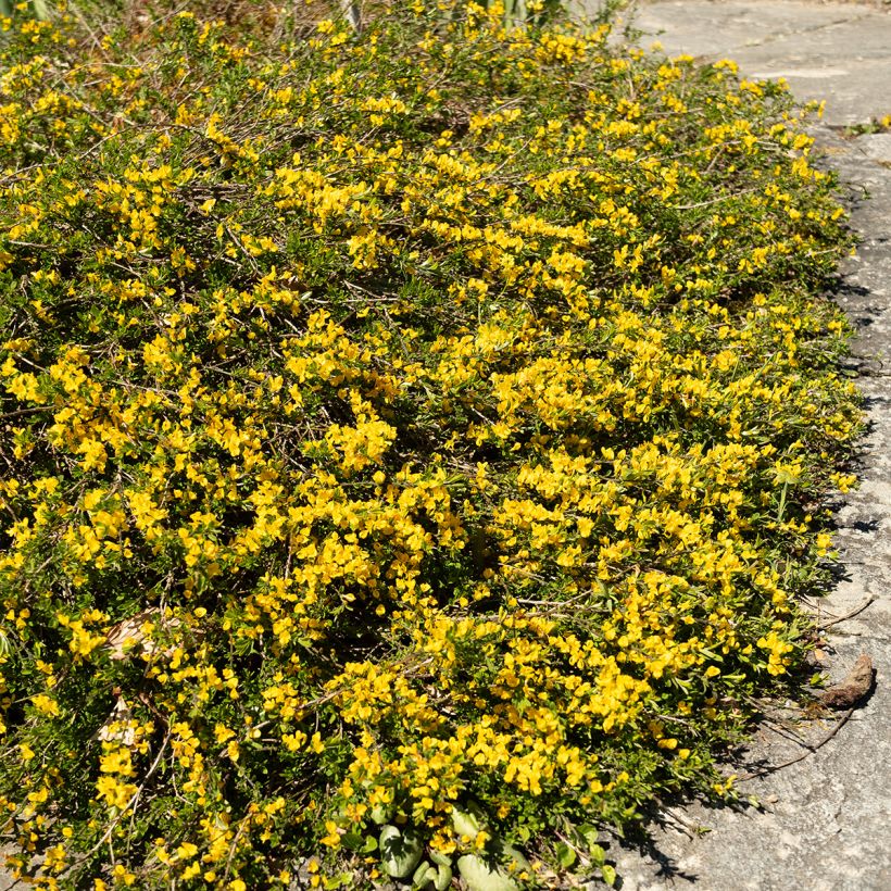 Genista pilosa Vancouver Gold (Hábito)
