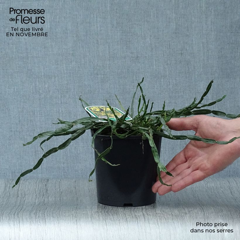 Amostra de Genista sagittalis Vaso de 2 L/3 L tal como entregue no outono