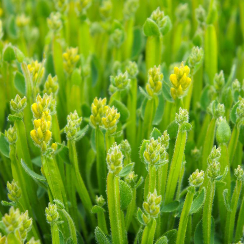 Genista sagittalis (Folhagem)