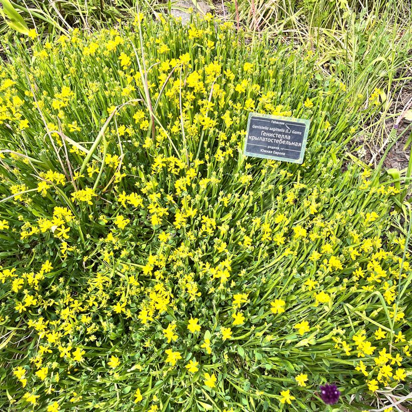 Genista sagittalis (Hábito)