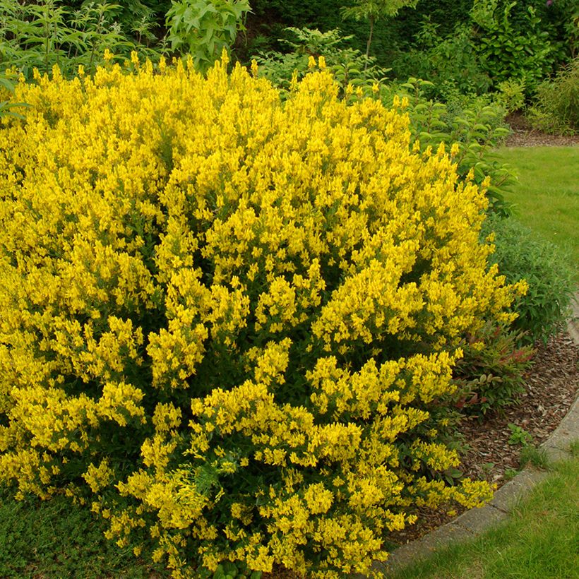Genista tinctoria (Hábito)