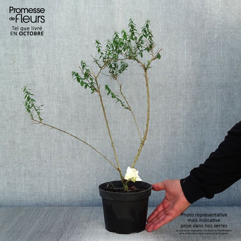 Amostra de Genista tinctoria Plena Vaso de 2 L/3 L tal como entregue no outono