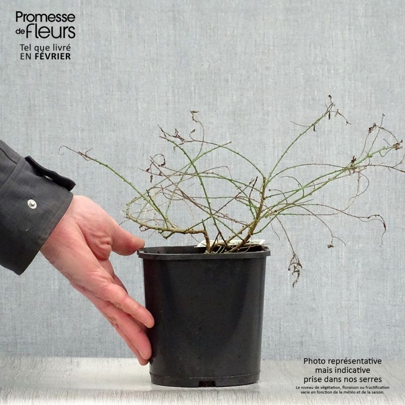 Amostra de Genista tinctoria Plena - Genêt des teinturiers Vaso de 2 L/3 L tal como entregue no inverno