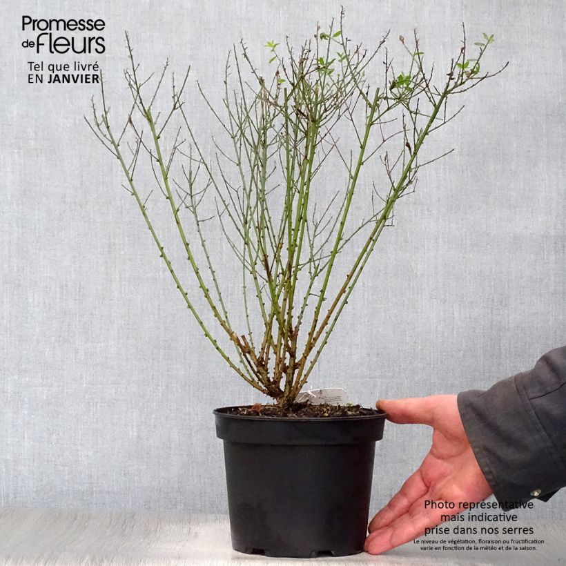 Amostra de Genista tinctoria Royal Gold - Genêt des teinturiers Vaso de 2 L/3 L tal como entregue no inverno