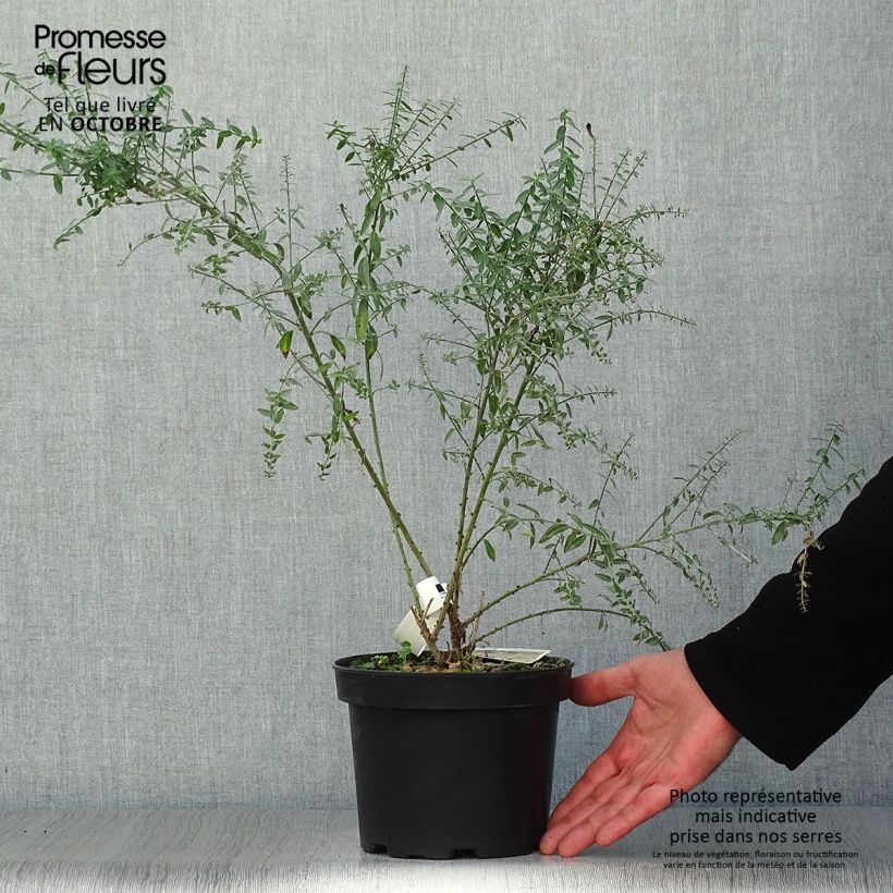 Amostra de Genista tinctoria Royal Gold Vaso de 1,5 L/2 L tal como entregue no outono