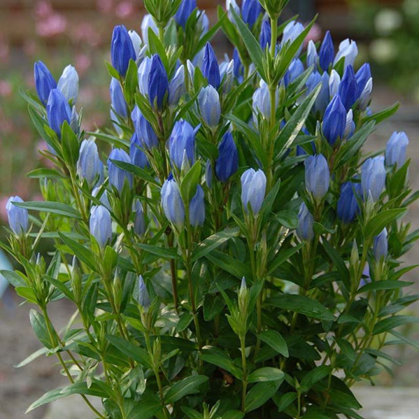 Gentiana makinoi Blue Star® (Floração)