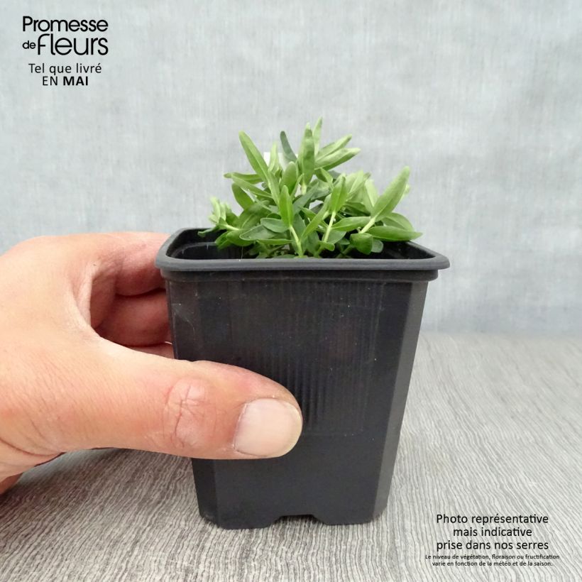 Amostra de Gentiana makinoi Blue Star® Vaso de 8/9 cm tal como entregue na primavera