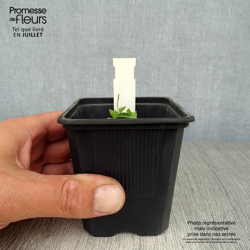 Amostra de Gentiana True Blue Vaso de 8/9 cm tal como entregue no verão