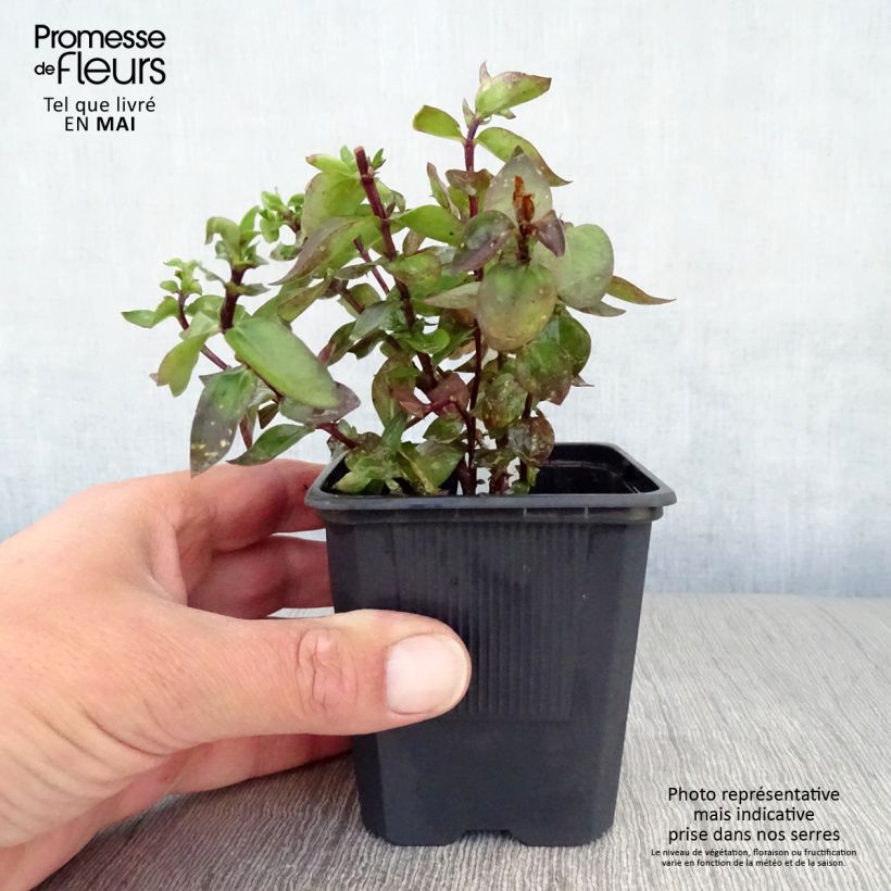 Amostra de Gentiana True Blue Vaso de 8/9 cm tal como entregue na primavera