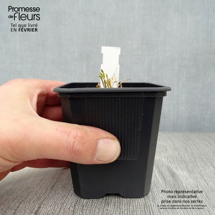 Amostra de Gentiana White Magic - Gentiane Vaso de 8/9 cm tal como entregue no inverno