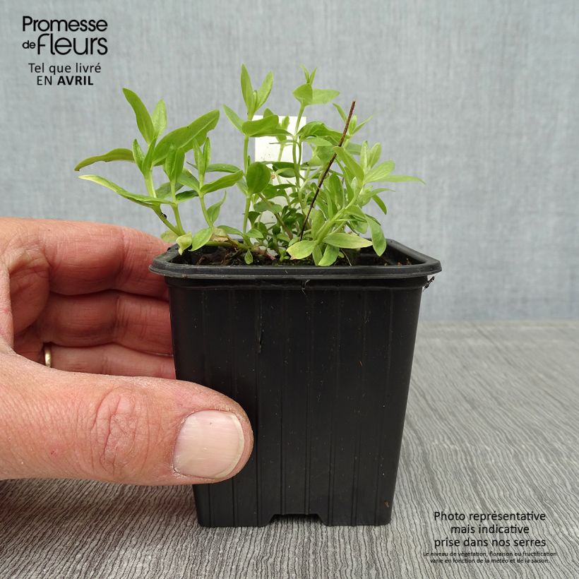 Amostra de Gentiana makinoi White Magic Vaso de 8/9 cm tal como entregue na primavera