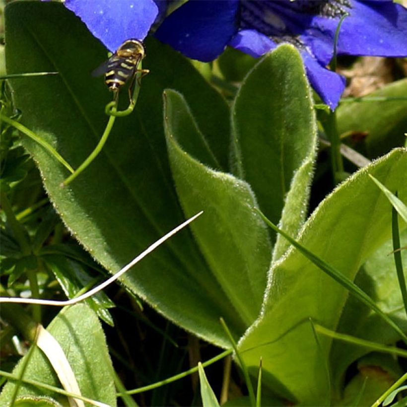 Gentiana acaulis (Folhagem)