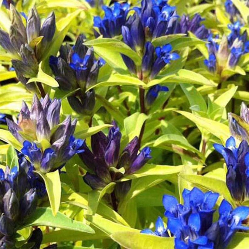 Gentiana cruciata (Floração)