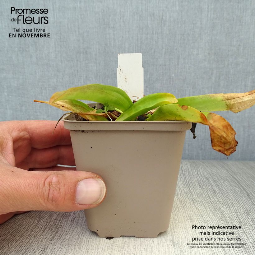 Amostra de Gentiana cruciata Vaso de 8/9 cm tal como entregue no outono