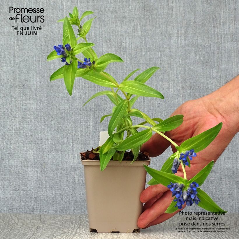 Amostra de Gentiana cruciata Vaso de 8/9 cm tal como entregue no verão