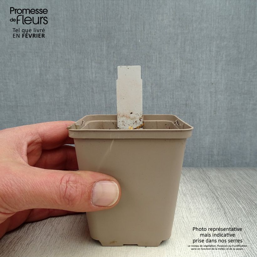 Amostra de Gentiana cruciata - Gentiane croisette Vaso de 8/9 cm tal como entregue no inverno