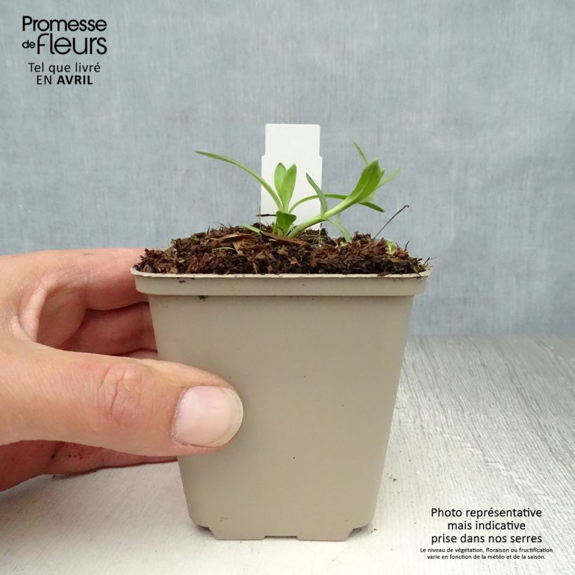 Amostra de Gentiana cruciata Vaso de 8/9 cm tal como entregue na primavera