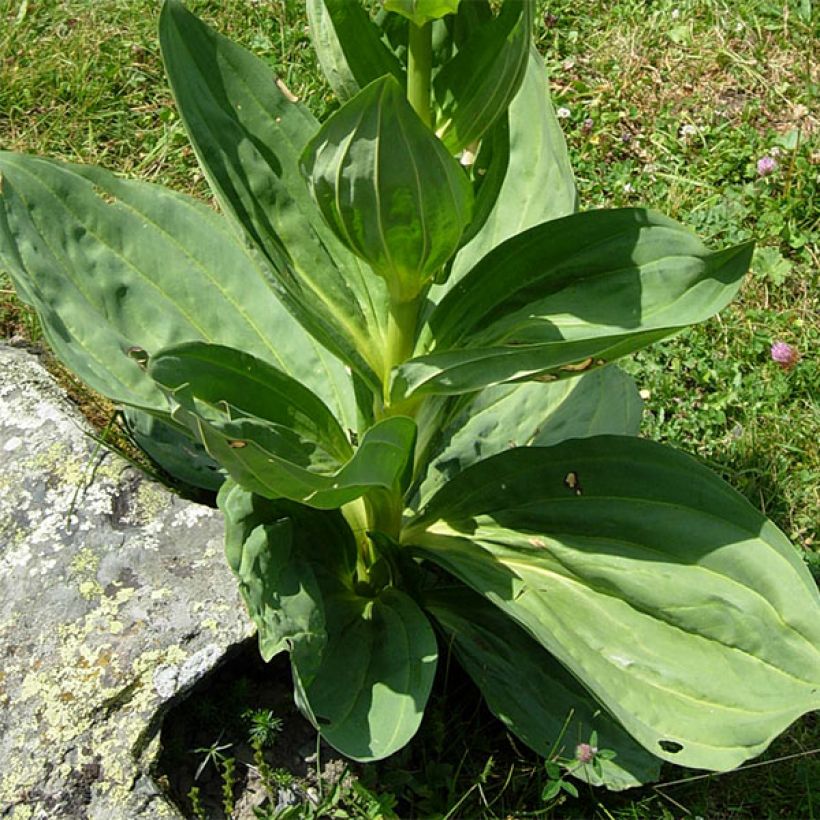 Gentiana lutea (Folhagem)
