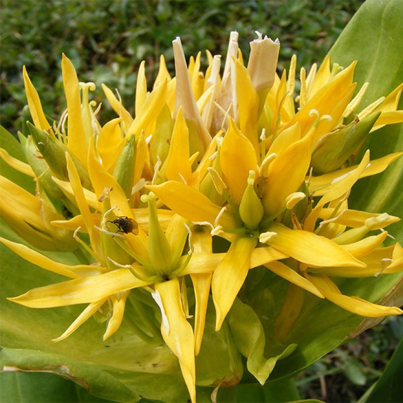 Gentiana lutea (Floração)