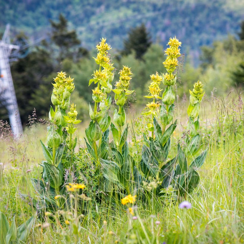 Gentiana lutea (Hábito)