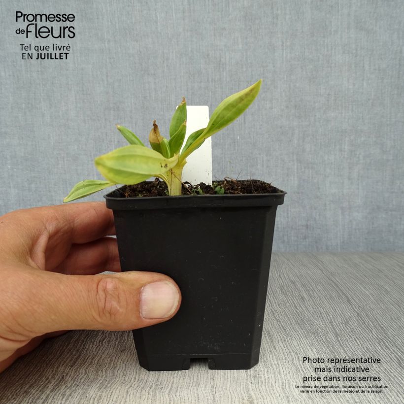 Amostra de Gentiana lutea Vaso de 8/9 cm tal como entregue no verão