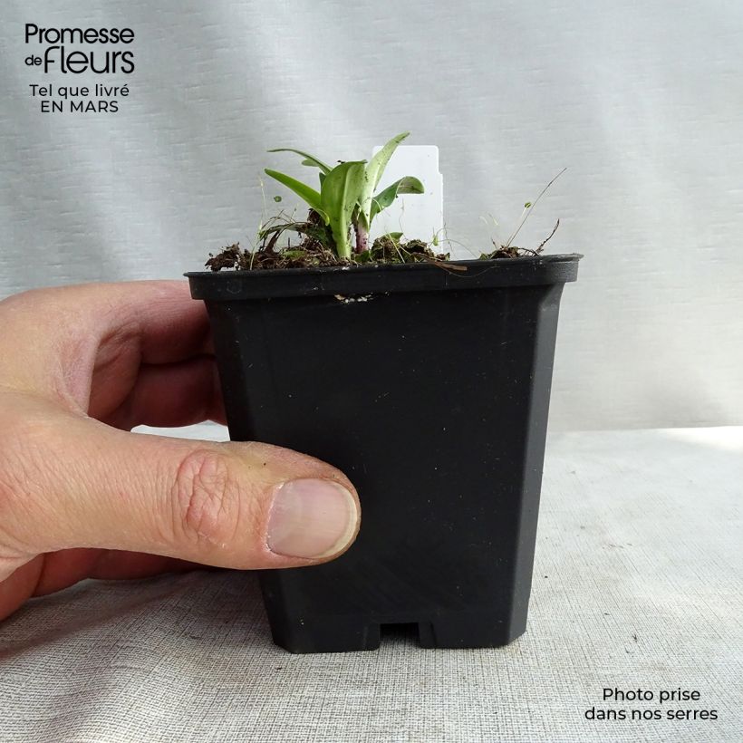 Amostra de Gentiana lutea - Gentiane jaune Vaso de 8/9 cm tal como entregue no inverno