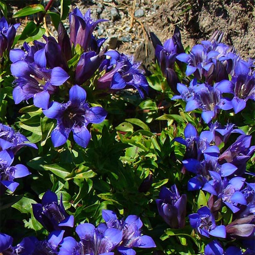 Gentiana septemfida var. lagodechiana (Hábito)