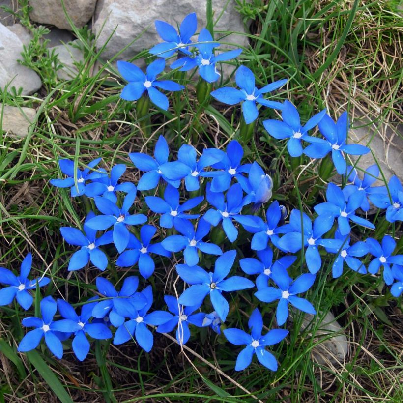 Gentiana verna (Floração)