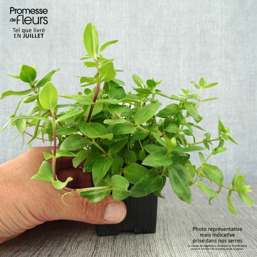 Amostra de Gentiana Little Pinkie Vaso de 8/9 cm tal como entregue no verão