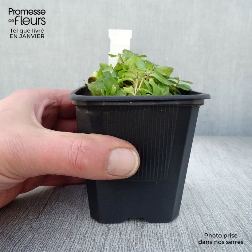 Amostra de Gentiane Little Pinkie Vaso de 8/9 cm tal como entregue no inverno