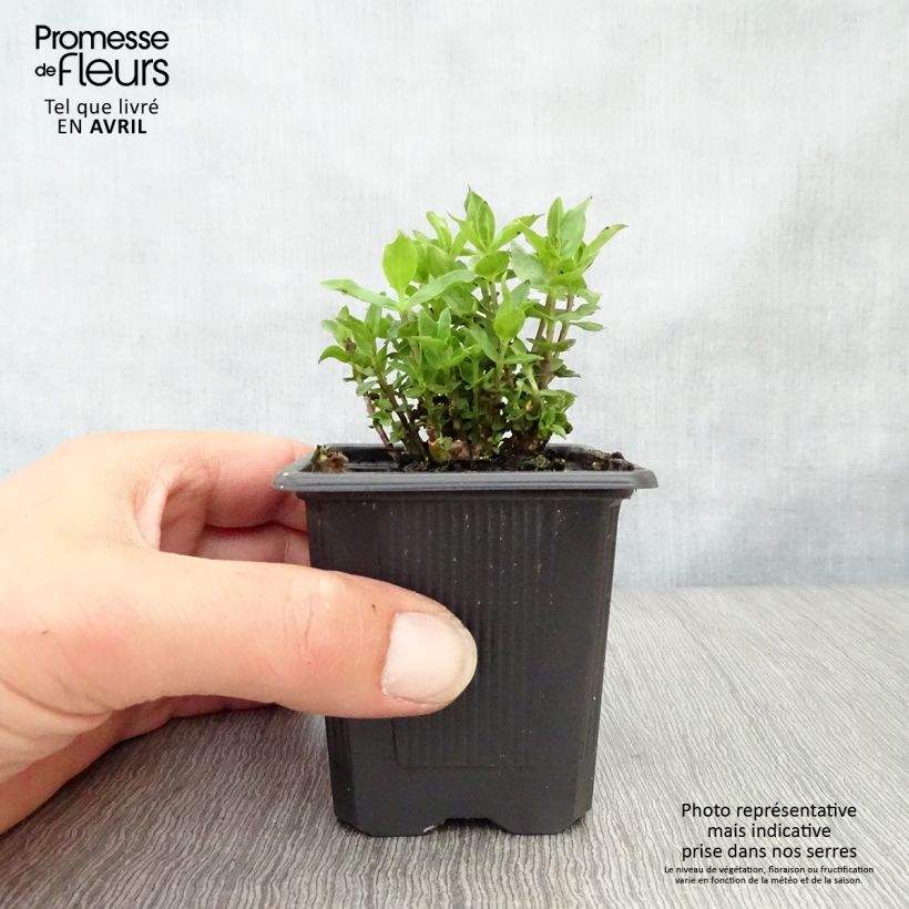 Amostra de Gentiana Little Pinkie Vaso de 8/9 cm tal como entregue na primavera