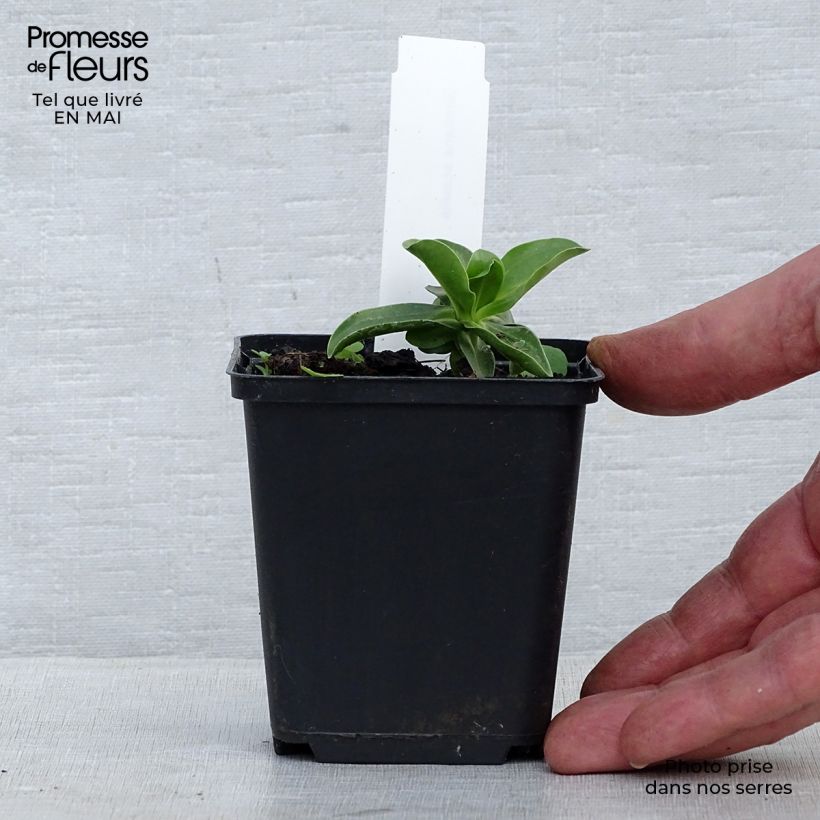 Amostra de Gentiana acaulis Vaso de 8/9 cm tal como entregue na primavera