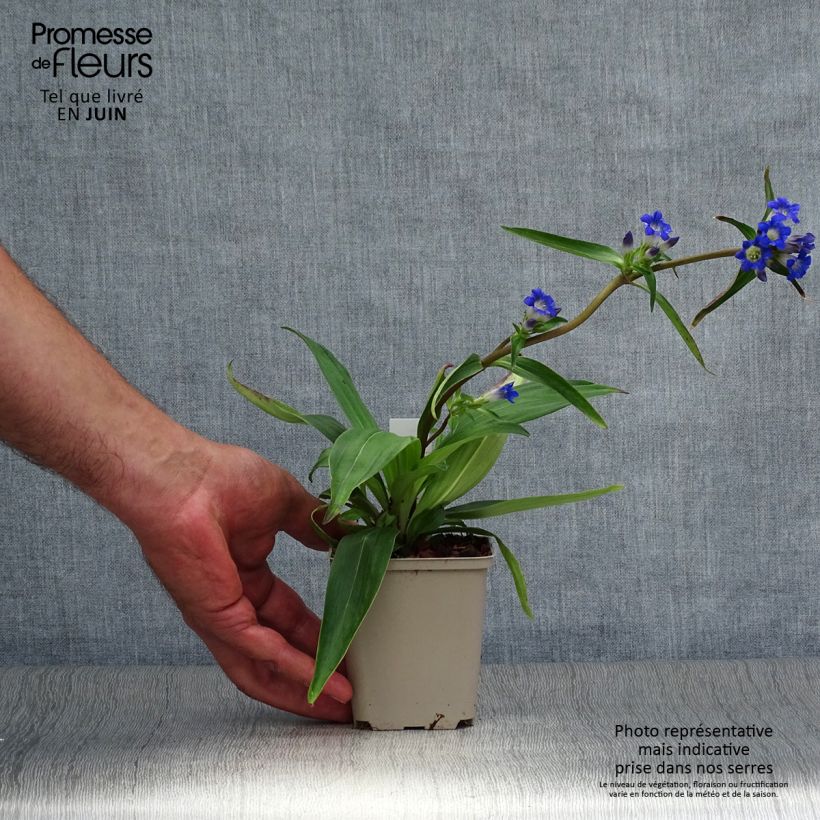 Amostra de Gentiana acaulis Vaso de 8/9 cm tal como entregue no verão
