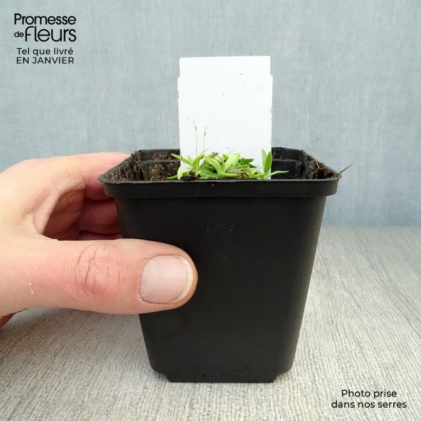 Amostra de Gentiana acaulis Vaso de 8/9 cm tal como entregue no inverno