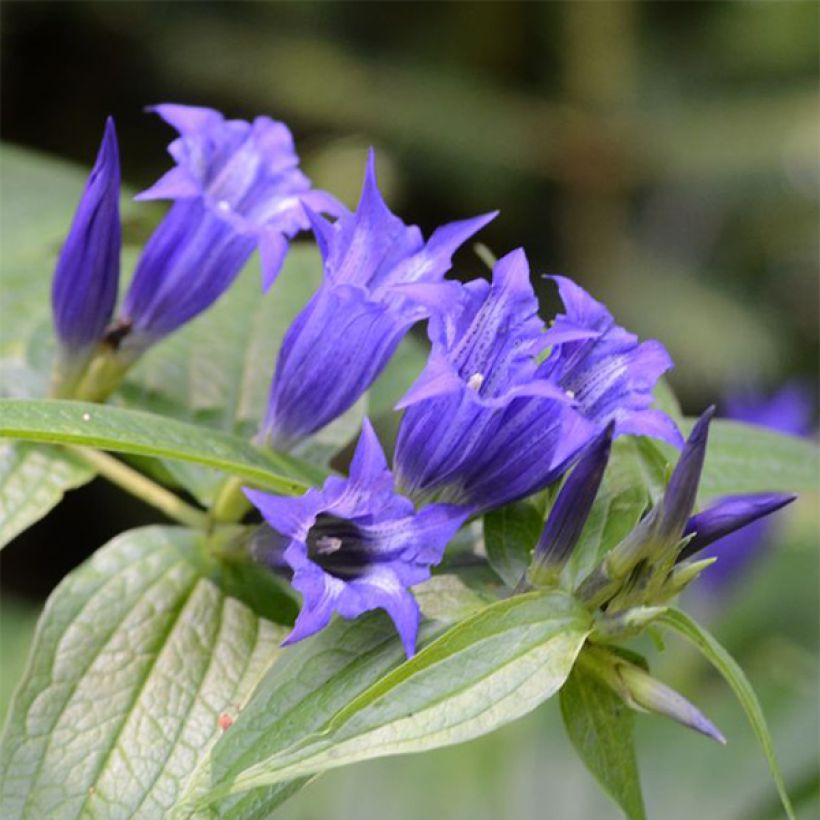 Gentiana asclepiadea (Floração)