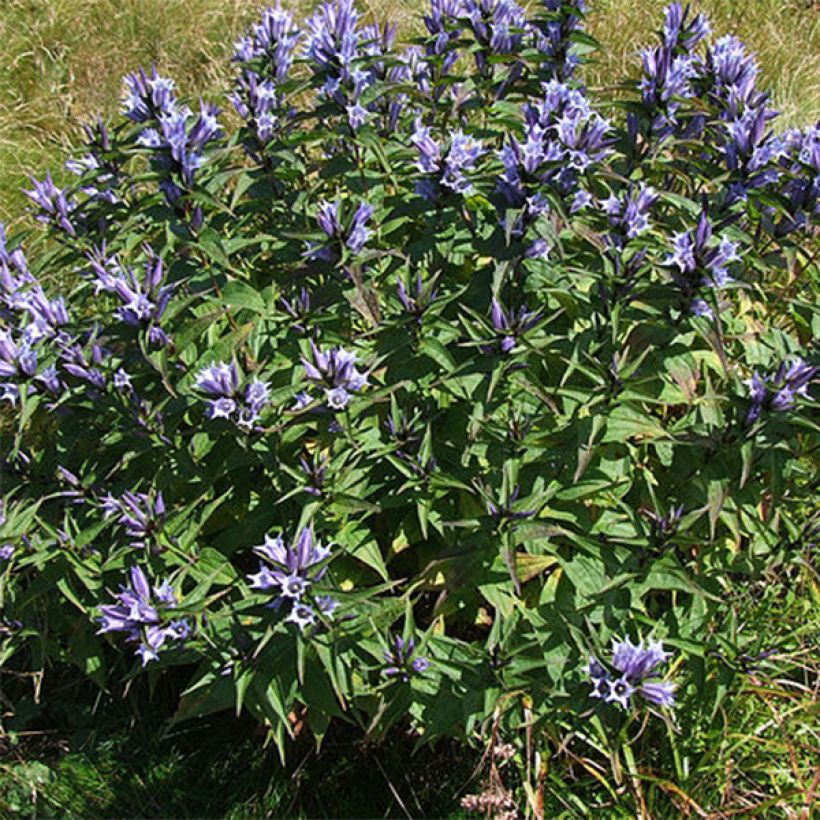 Gentiana asclepiadea (Hábito)