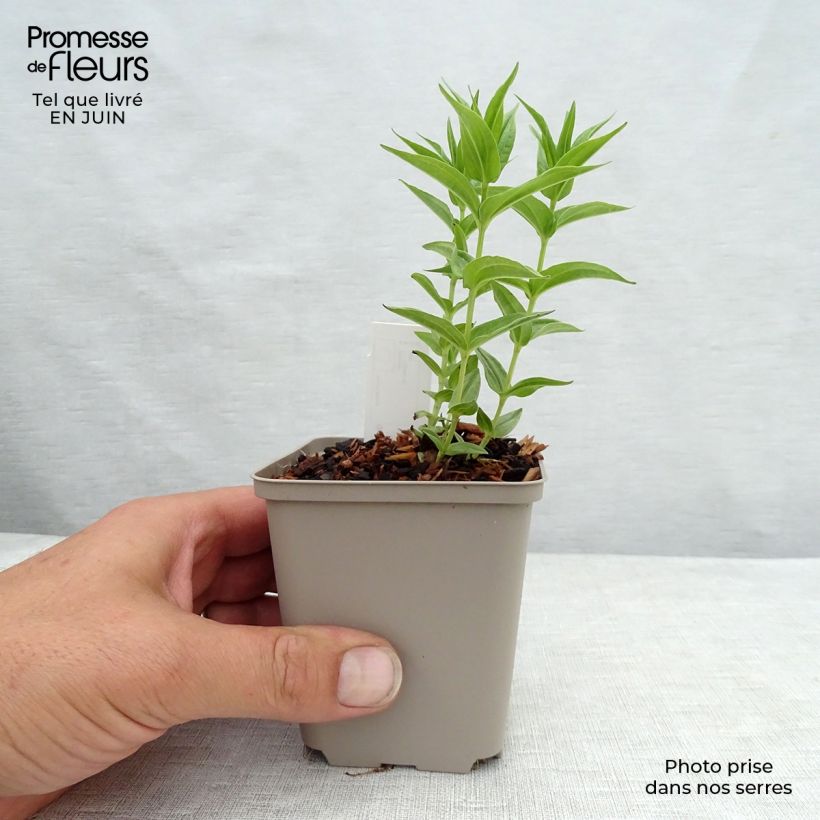 Amostra de Gentiana asclepiadea Vaso de 8/9 cm tal como entregue no verão