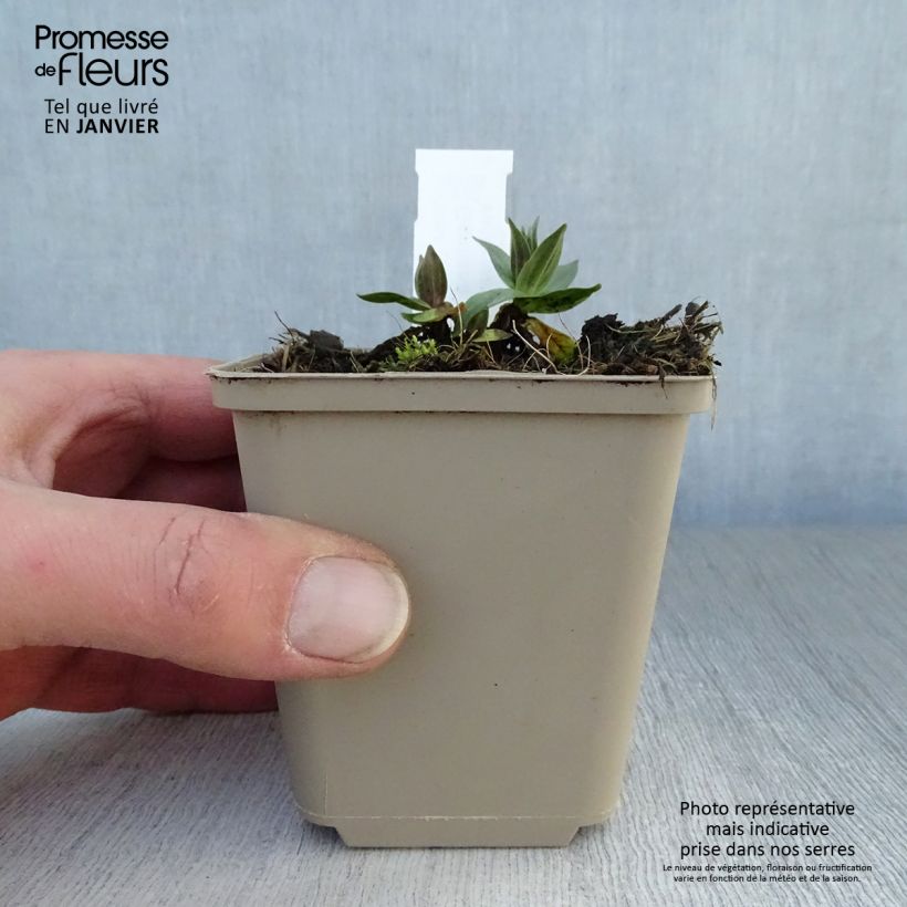 Amostra de Gentiana asclepiadea Vaso de 8/9 cm tal como entregue no inverno