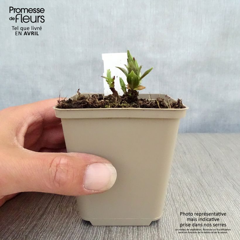 Amostra de Gentiana asclepiadea Vaso de 8/9 cm tal como entregue na primavera