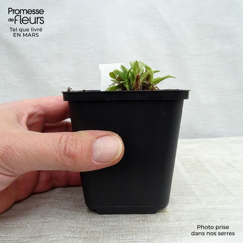 Amostra de Gentiana dahurica Vaso de 8/9 cm tal como entregue na primavera