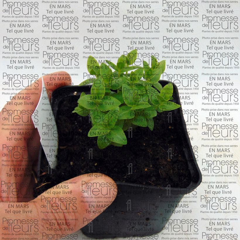 Exemplo de amostra de Gentiane scabra Royal Stripes Vaso de 8/9 cm tal como entregue