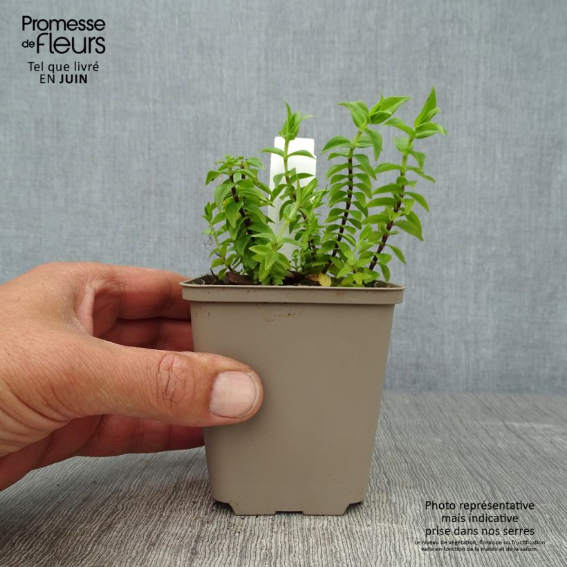 Amostra de Gentiana septemfida var. lagodechiana Vaso de 8/9 cm tal como entregue no verão