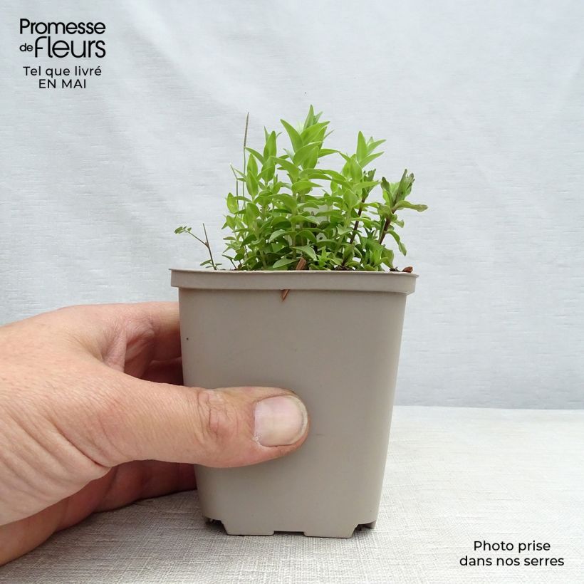 Amostra de Gentiana septemfida var. lagodechiana Vaso de 8/9 cm tal como entregue na primavera