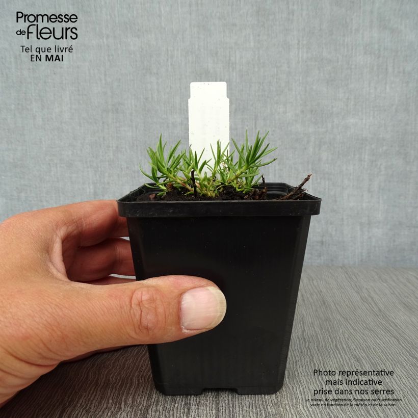 Amostra de Gentiana sino Vaso de 8/9 cm tal como entregue na primavera