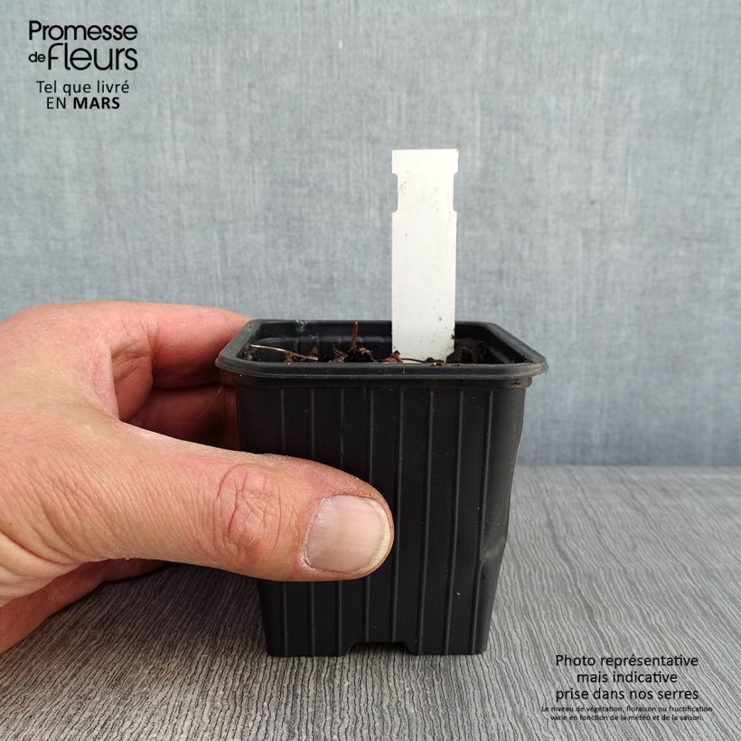 Amostra de Geranium All Summer Blue - géranium vivace Vaso de 8/9 cm tal como entregue no inverno