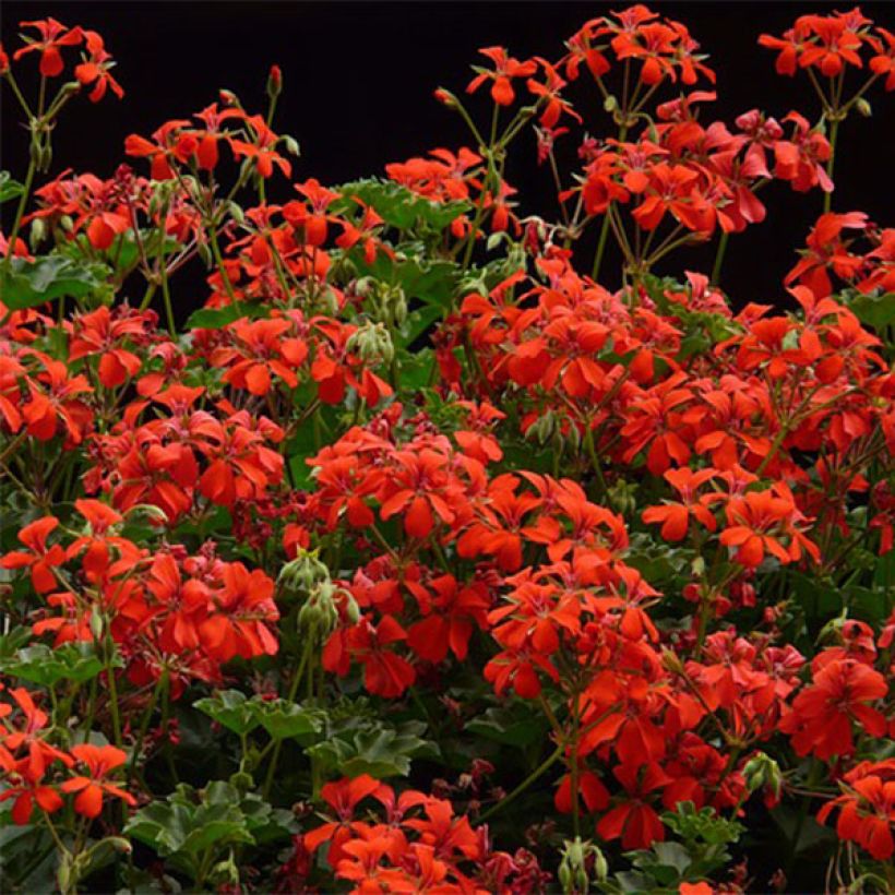 Gerânio Hera Balcon Imperial Vermelho (Floração)