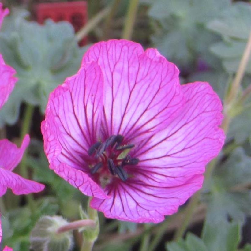 Gerânio Carol - Geranium cinereum (Floração)