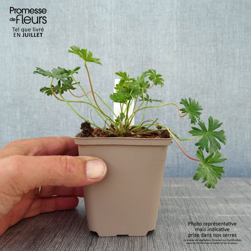 Amostra de Gerânio Carol - Geranium cinereum Vaso de 8/9 cm tal como entregue no verão