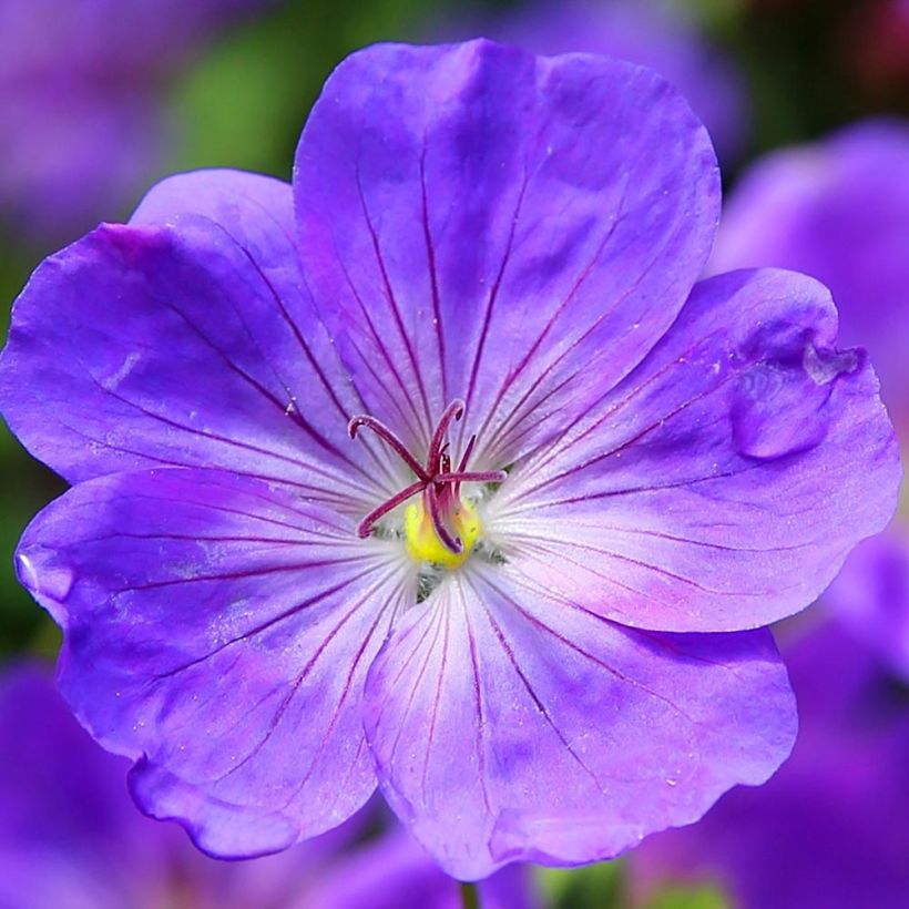 Gerânio Eureka Blue - Geranium (Floração)