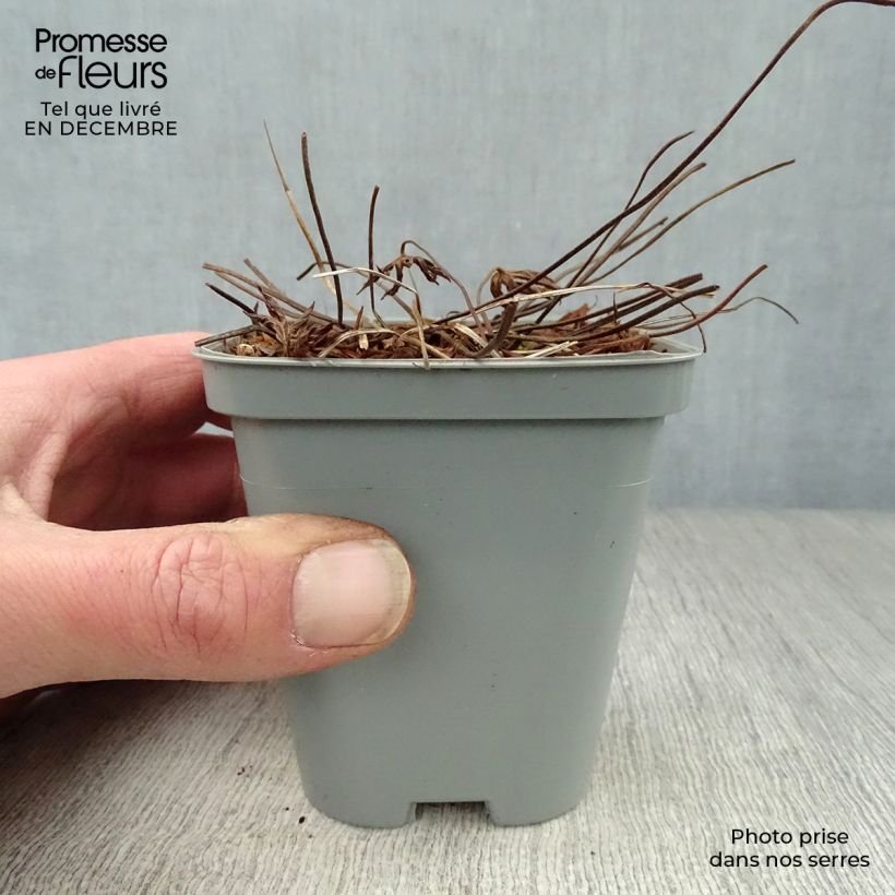 Amostra de Geranium Eureka Blue - géranium vivace Vaso de 8/9 cm tal como entregue no inverno